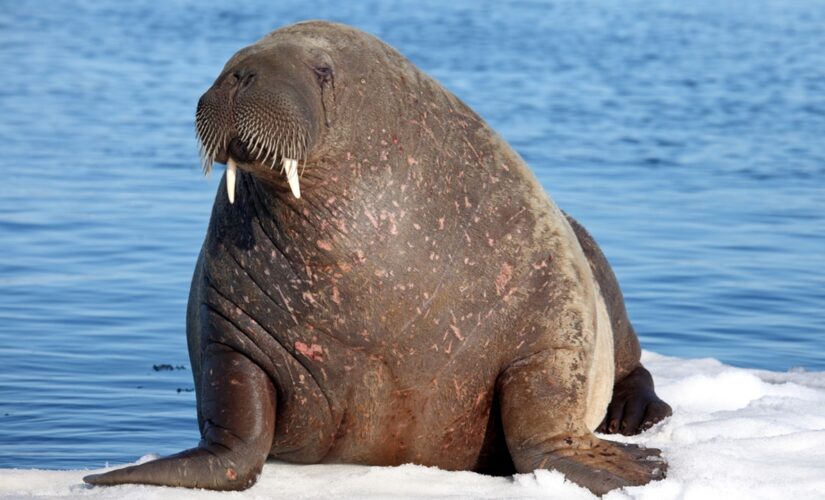 Walrus spotted for the first time ever in Ireland