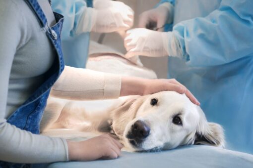 TikTok vet tells social media users to stop giving dogs chicken with hot sauce