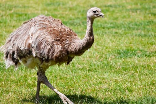English housing estate invaded by flock of ‘road runners’