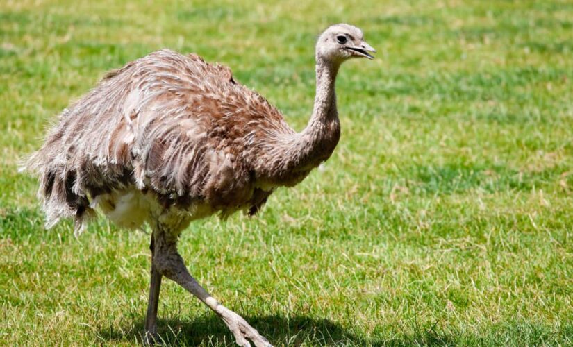 English housing estate invaded by flock of ‘road runners’