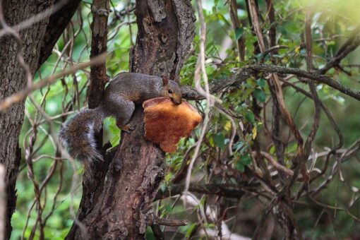 Another pizza-loving squirrel caught eating in a tree adds to growing documented incidents