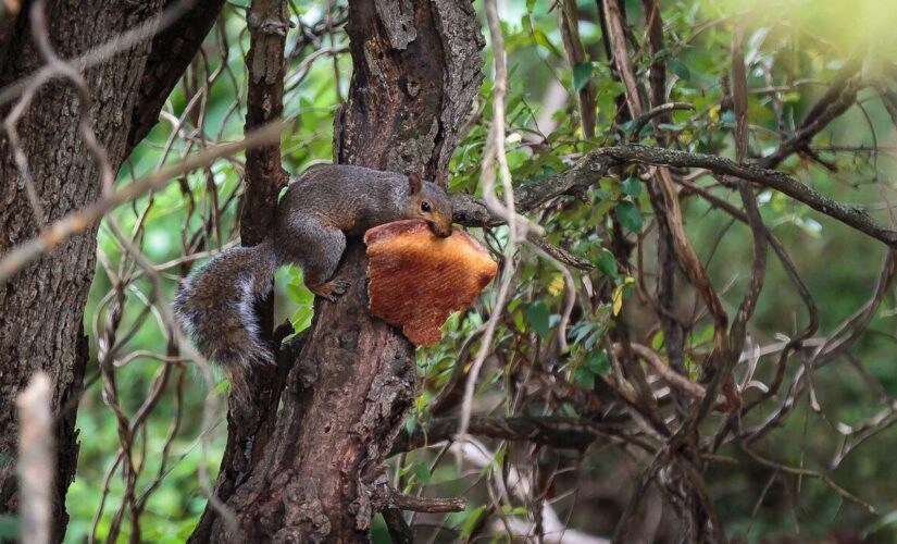 Another pizza-loving squirrel caught eating in a tree adds to growing documented incidents