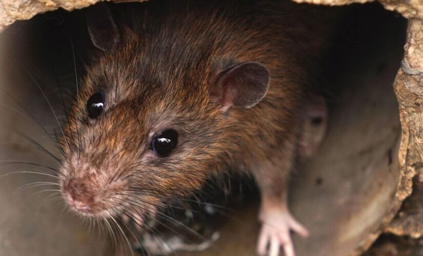 Rat steals pet cat’s GPS tracking device, leads owner on chase under his neighborhood