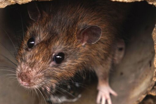 Rat steals pet cat’s GPS tracking device, leads owner on chase under his neighborhood