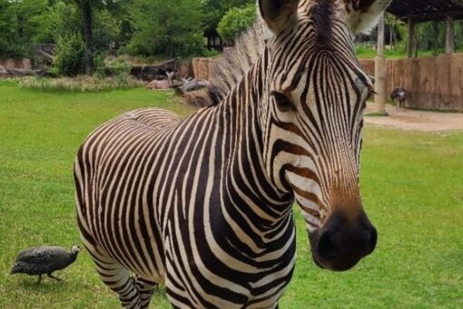 Zebra at Dallas Zoo dies after suffering head injury likely caused by another animal