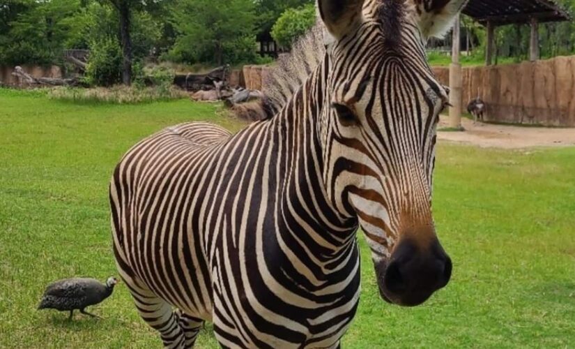 Zebra at Dallas Zoo dies after suffering head injury likely caused by another animal