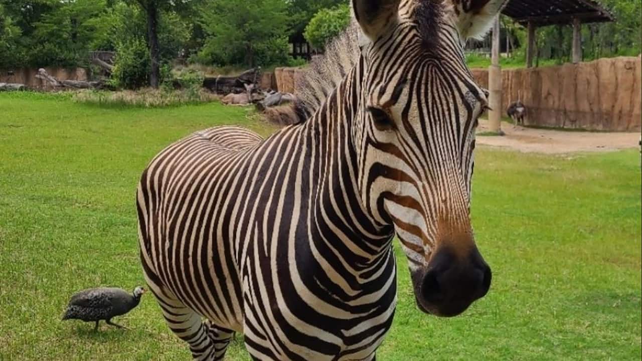 Zebra Injuries Zebra at Dallas Zoo dies after suffering head injury likely caused by ...