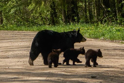Parents on Facebook relate to bear coaxing 4 cubs across the road: ‘Poor mama!’