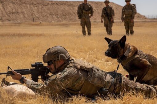 Shortage of military working dogs a national security risk, report warns