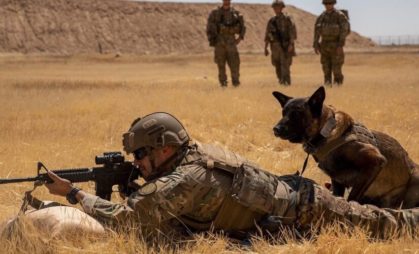 Shortage of military working dogs a national security risk, report warns