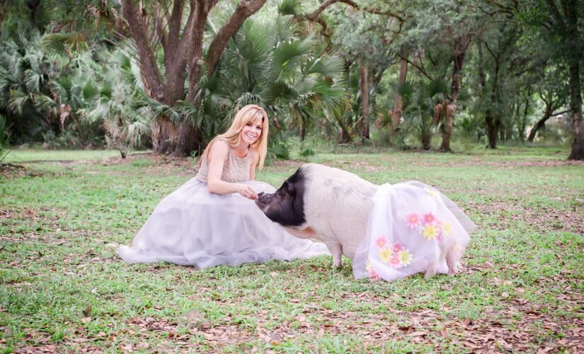 Florida woman handcrafts custom pig clothes for pets too large to fit dog outfits