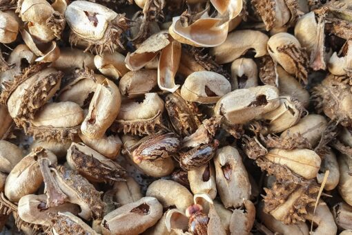 Ex-Massachusetts biotech firm director allegedly lied to FBI about buying castor beans to extract toxin ricin
