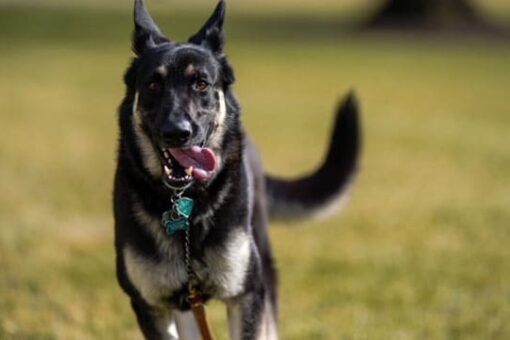 Biden’s dog Major to return to the White House: ‘He’s a sweet dog,’ president says