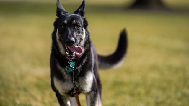 Biden’s dog Major to return to the White House: ‘He’s a sweet dog,’ president says