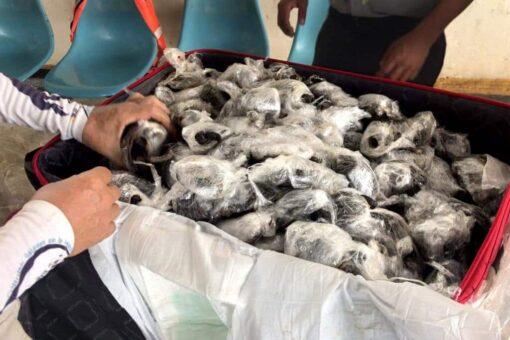 Galapagos Islands airport: 185 baby giant tortoises found wrapped in plastic and stuffed in suitcase