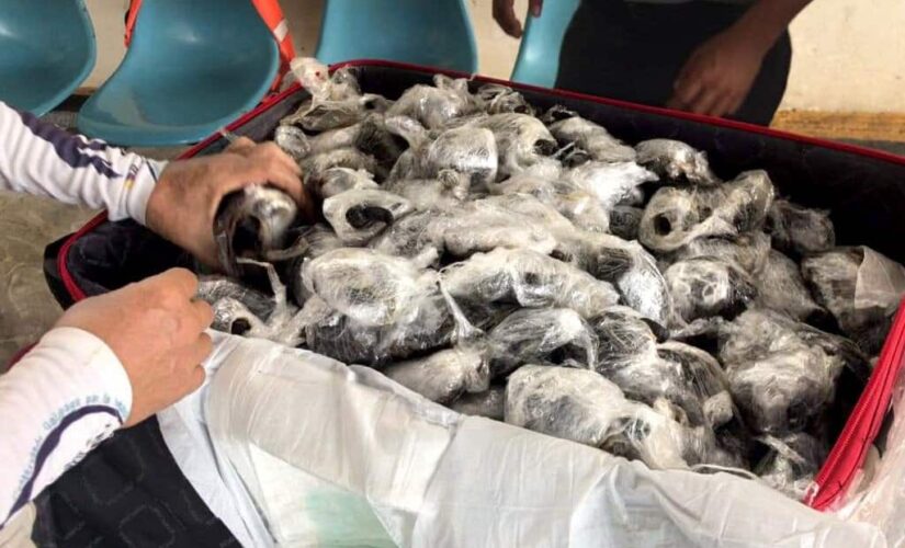 Galapagos Islands airport: 185 baby giant tortoises found wrapped in plastic and stuffed in suitcase