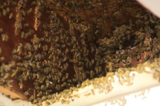 Georgia bee invasion: More than 100,000 bees set up shop in woman’s home for third time