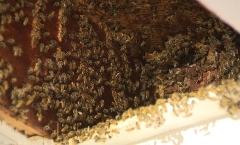 Georgia bee invasion: More than 100,000 bees set up shop in woman’s home for third time