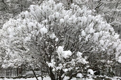 NY could see up to 6 inches of snow as mid-Atlantic hit with severe weather