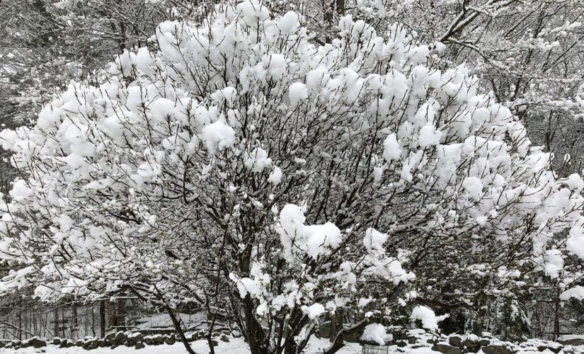 NY could see up to 6 inches of snow as mid-Atlantic hit with severe weather