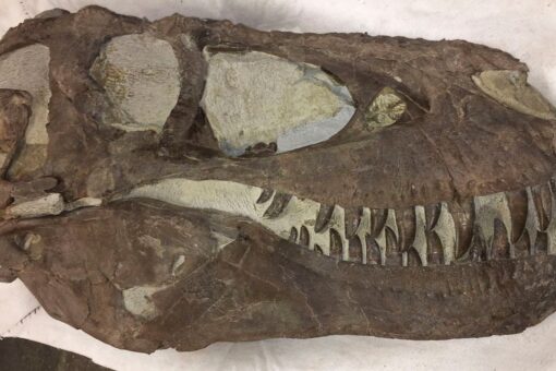 Fossil site may prove tyrannosaurs lived in packs