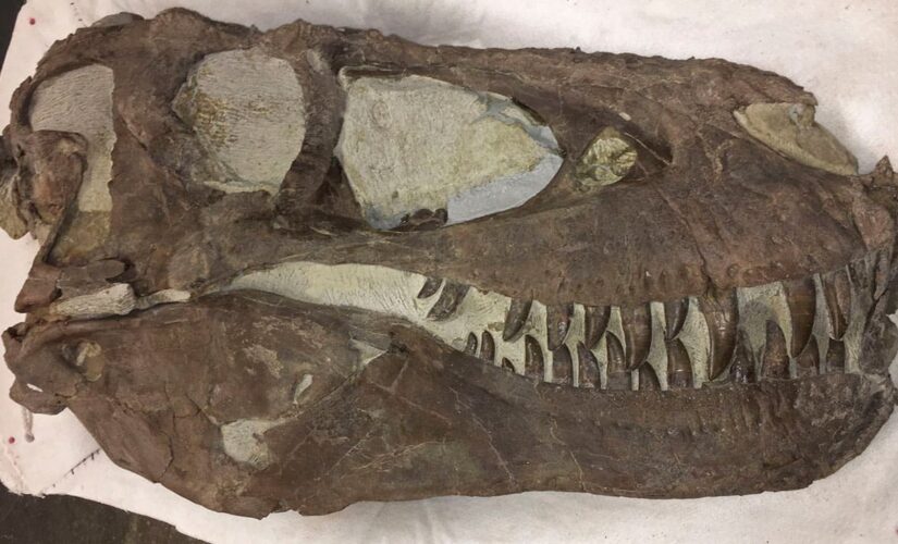 Fossil site may prove tyrannosaurs lived in packs