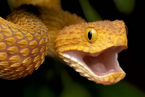 San Diego Zoo worker bitten by venomous snake with no antivenom