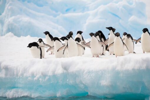 Cruise line offers Antarctica wedding voyage on Valentine’s Day 2022