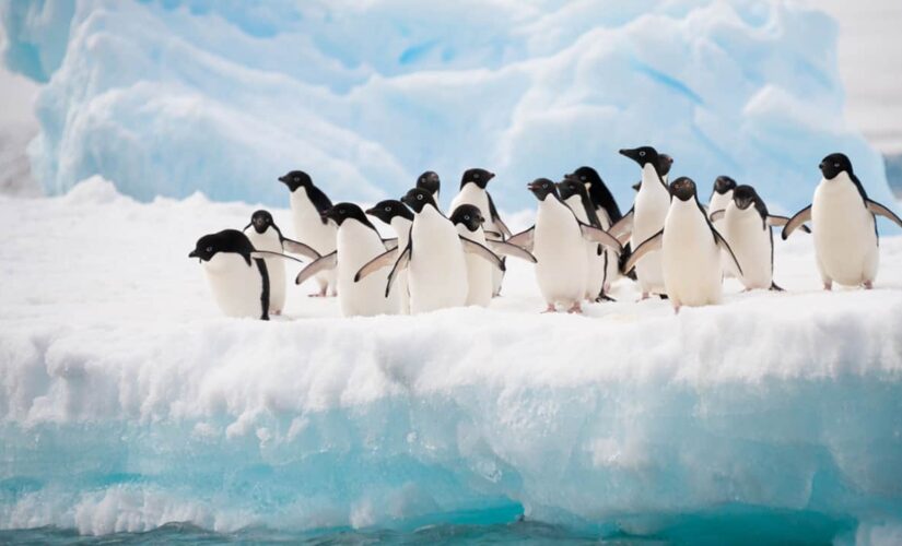Cruise line offers Antarctica wedding voyage on Valentine’s Day 2022