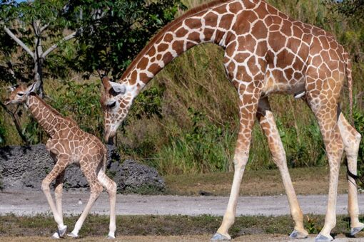 Zoo Miami presents newborn giraffes