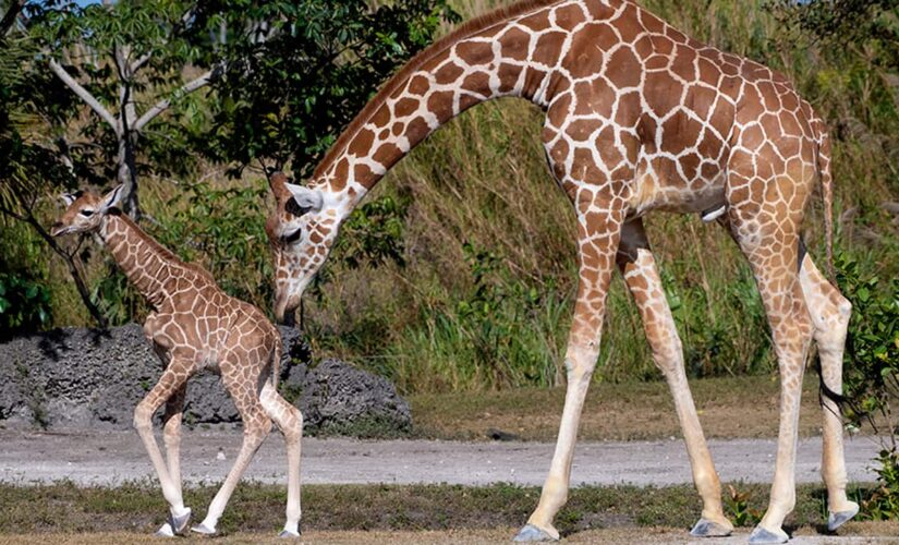 Zoo Miami presents newborn giraffes