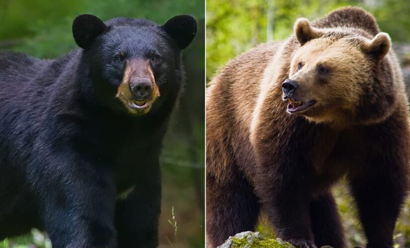 SFGate makes convoluted correction to story on home-invading bear: ‘A bear that is brown, not a brown bear’