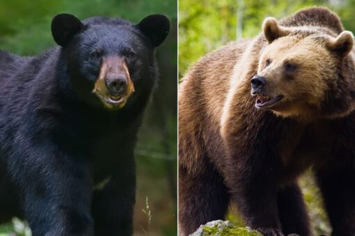 SFGate makes convoluted correction to story on home-invading bear: ‘A bear that is brown, not a brown bear’