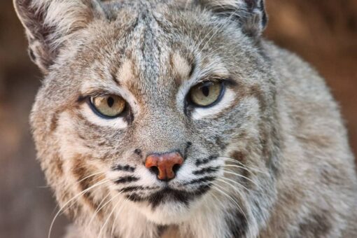 Man chucks bobcat after it attacks wife in driveway, surveillance footage shows