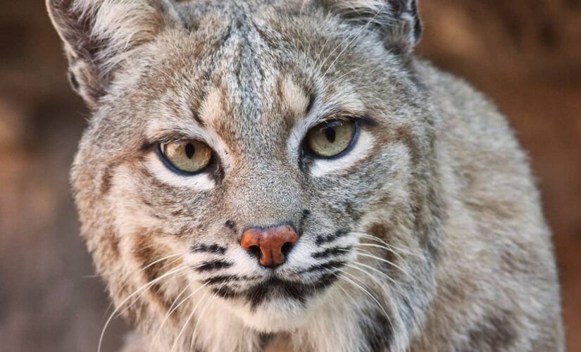 Man chucks bobcat after it attacks wife in driveway, surveillance footage shows