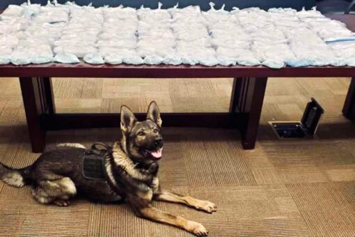 California Highway Patrol dog helps uncover 81 pounds of meth, 11 pounds of fentanyl tablets