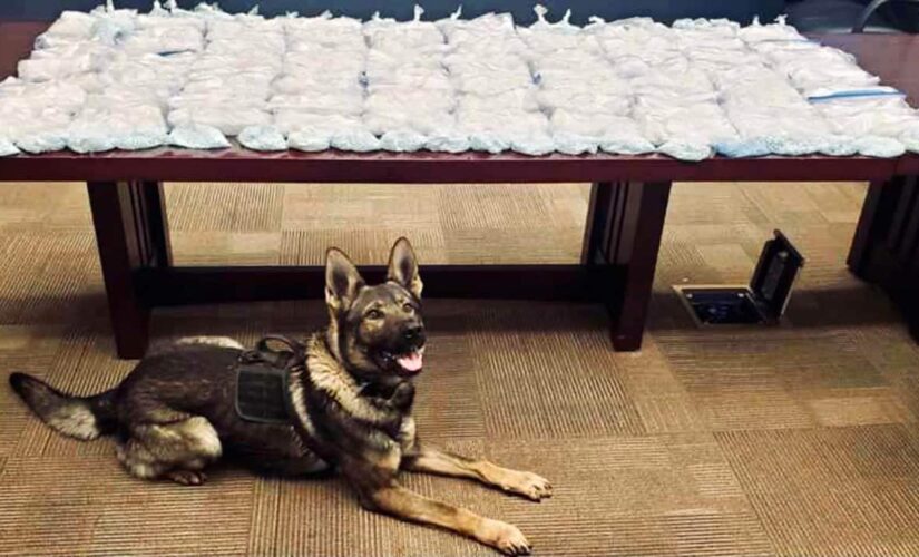 California Highway Patrol dog helps uncover 81 pounds of meth, 11 pounds of fentanyl tablets