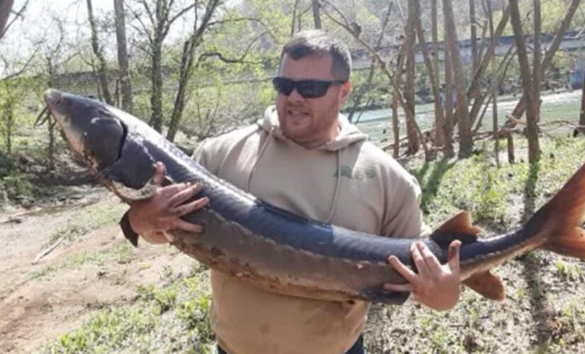 Tennessee angler reels in 30-year-old sturgeon while fishing for catfish