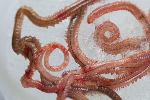 Biting worms invade coast to mate: ‘You may not want to go swimming’