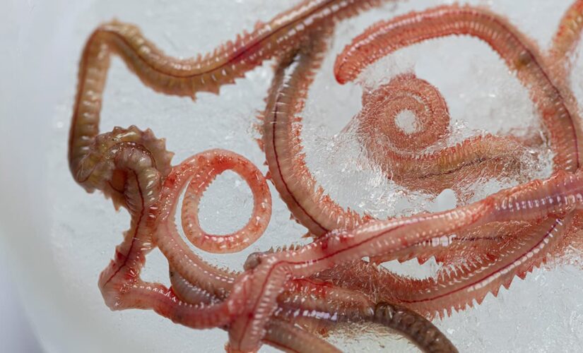 Biting worms invade coast to mate: ‘You may not want to go swimming’