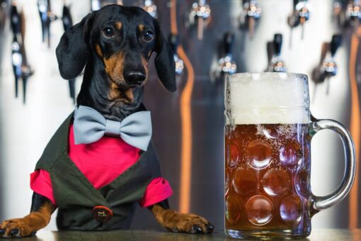 Busch Beer paying dog $20G, plus ‘benefits,’ to taste Dog Brew