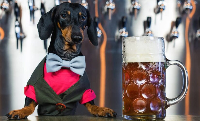 Busch Beer paying dog $20G, plus ‘benefits,’ to taste Dog Brew