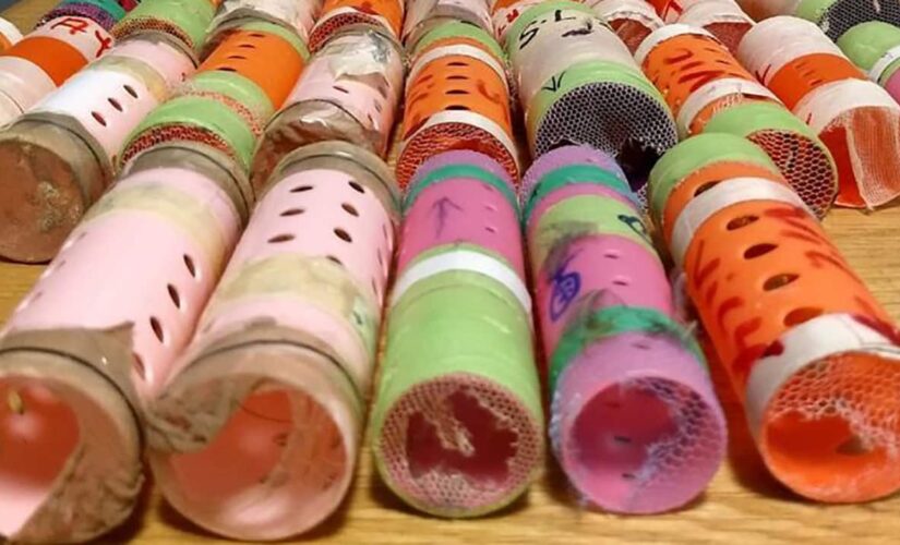 Officials at JFK airport catch passenger smuggling 29 live finches hidden inside hair rollers