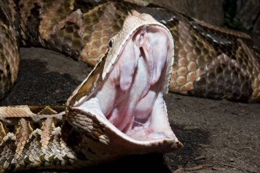 Man charged with trafficking ‘highly venomous’ snakes out of Georgia home