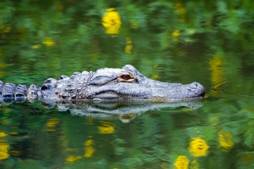 Five dog tags found in belly of South Carolina monster gator