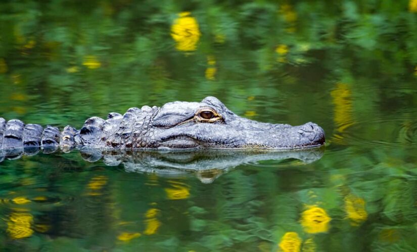 Five dog tags found in belly of South Carolina monster gator