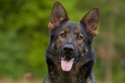 Ex-police dog’s serious reaction to word ‘cocaine’ rocks TikTok