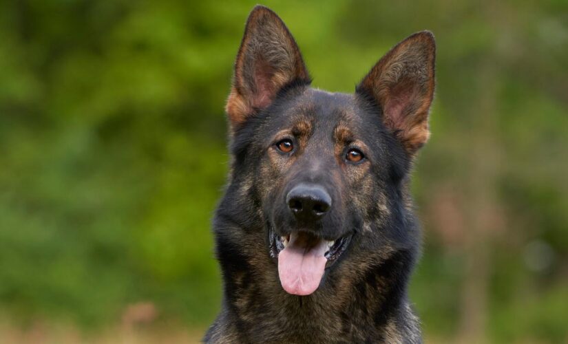 Ex-police dog’s serious reaction to word ‘cocaine’ rocks TikTok