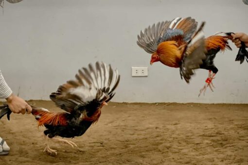 Oklahoma alleged cockfighting ring busted, 34 roosters seized: report