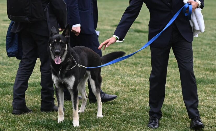 Biden’s dog Major to undergo ‘additional training’ to help adjust to White House life after biting people